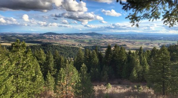 You Have To See This Ancient Grove Of Giant Trees In Idaho With Your Own Eyes