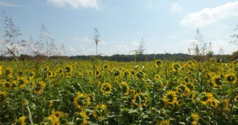 Most People Don't Know About This Magical Sunflower Field Hiding In Louisville