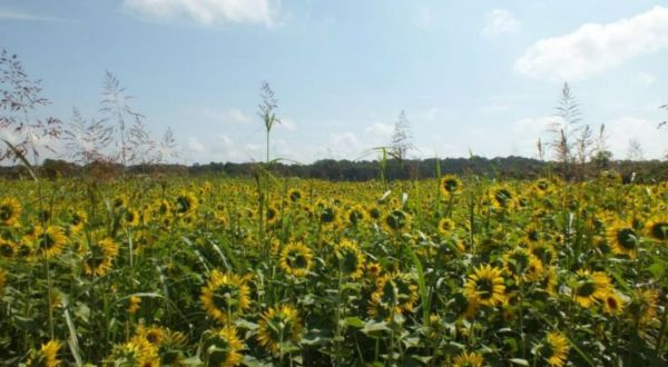Most People Don’t Know About This Magical Sunflower Field Hiding In Louisville