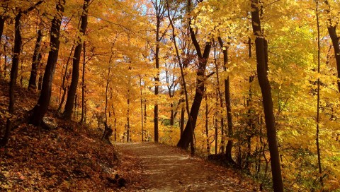 6 Short And Sweet Fall Hikes In Pittsburgh With A Spectacular End View
