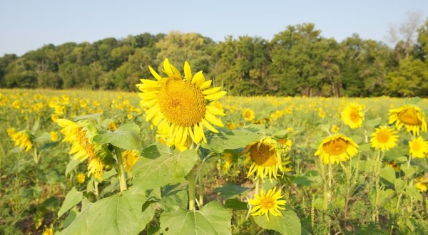 Most People Don’t Know About This Magical Sunflower Field Hiding In Louisville