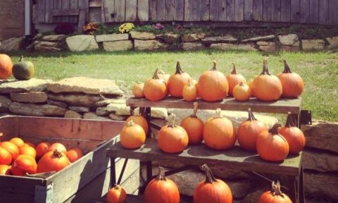 These 9 Charming Pumpkin Patches In North Carolina Are Picture Perfect For A Fall Day
