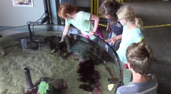 Ocean Lovers Will Have a Blast at This Hands-On Marine Museum in Northern California