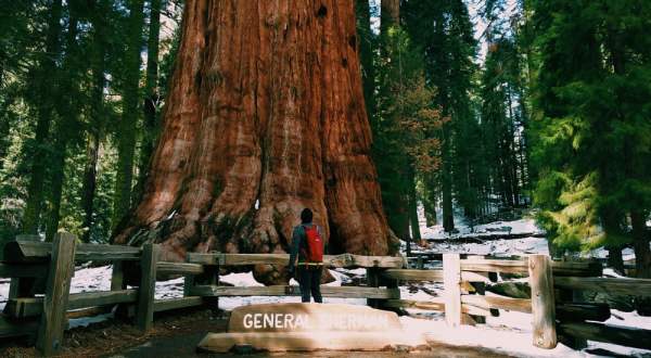 The Largest Known Living Tree In The World Is Right Here In Northern California