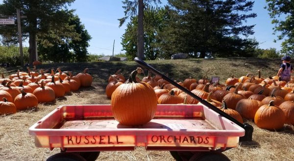 These 7 Charming Pumpkin Patches In Boston Are Picture Perfect For A Fall Day