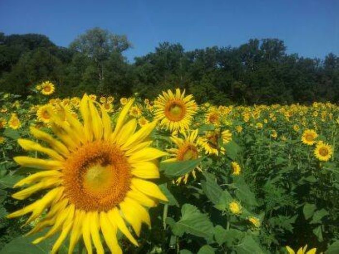 sunflowers in Louisville