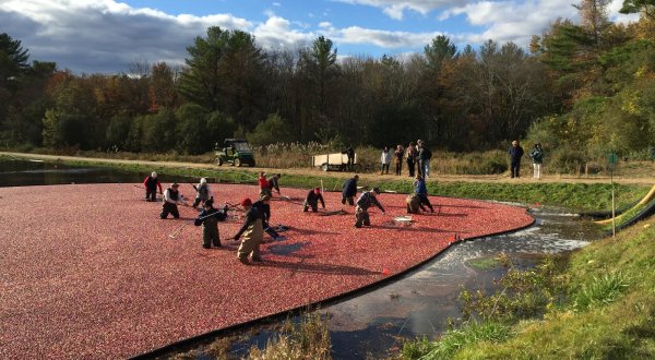 These Are The 6 Best Cranberry Bogs To Visit In Massachusetts