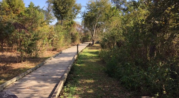 5 Hidden Trails Near New Orleans Only Locals Know About
