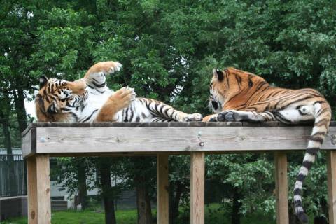 Not Many Know About This Exotic Animal Sanctuary Near Kansas City