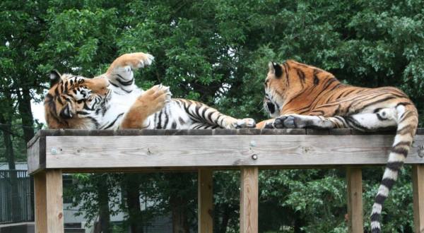 Not Many Know About This Exotic Animal Sanctuary Near Kansas City