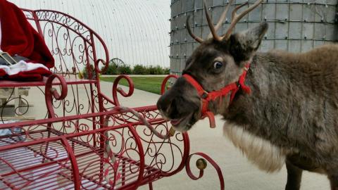 This Reindeer Farm In Kansas Will Positively Enchant You This Season