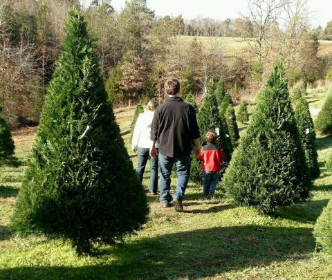 13 Magical Christmas Tree Farms To Visit In South Carolina This Season