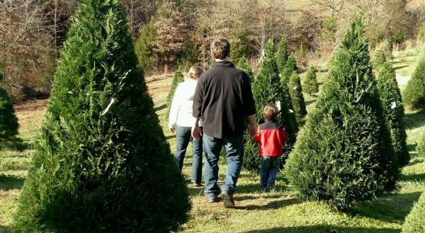 13 Magical Christmas Tree Farms To Visit In South Carolina This Season
