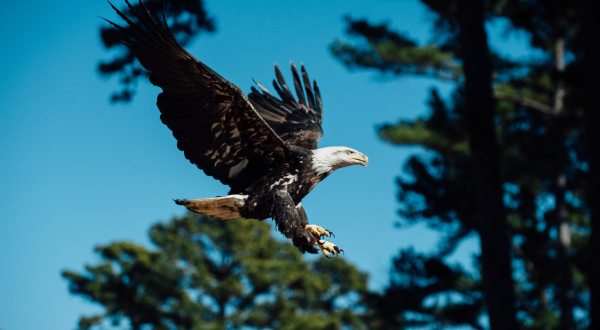 Here Are 8 Fantastic Spots To Spot Bald Eagles In Arkansas