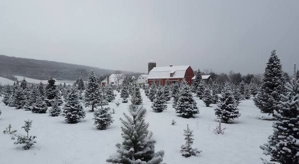 9 Magical Christmas Tree Farms To Visit Near Buffalo This Season