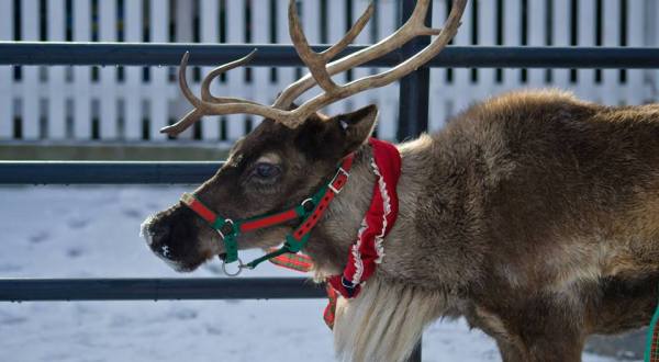 This Reindeer Farm In Vermont Will Positively Enchant You This Season