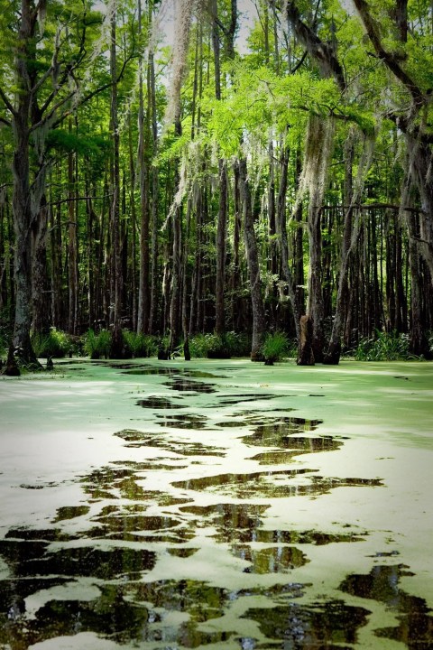 5 Amazing Swamp Tours Near New Orleans That'll Lead You To Incredible Views