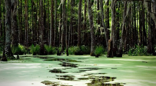 5 Amazing Swamp Tours Near New Orleans That’ll Lead You To Incredible Views