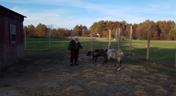This Reindeer Farm In Ohio Will Positively Enchant You This Season