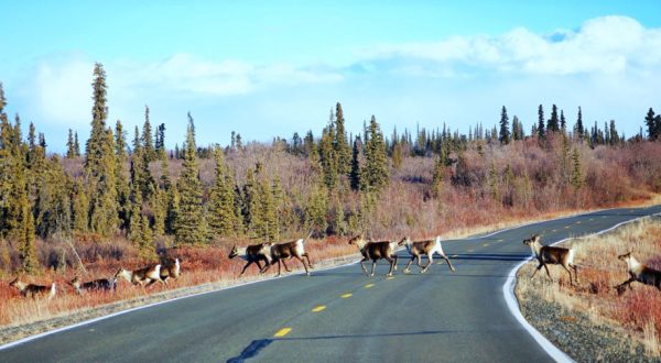 16 Wild Animals You Can See On Just By Taking A Roadtrip Through Alaska