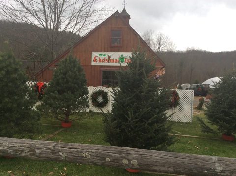 10 Magical Christmas Tree Farms To Visit In Pennsylvania This Season