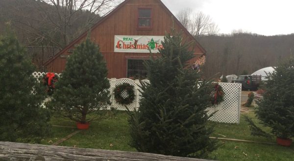 10 Magical Christmas Tree Farms To Visit In Pennsylvania This Season