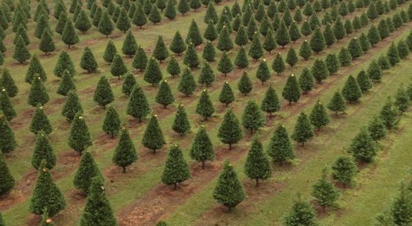 The One Magical Christmas Tree Farm To Visit In Hawaii This Season