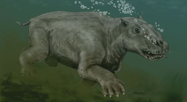 A Sea Creature From Millions Of Years Ago Was Found In Alaska