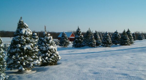 9 Magical Christmas Tree Farms To Visit In Kansas This Season