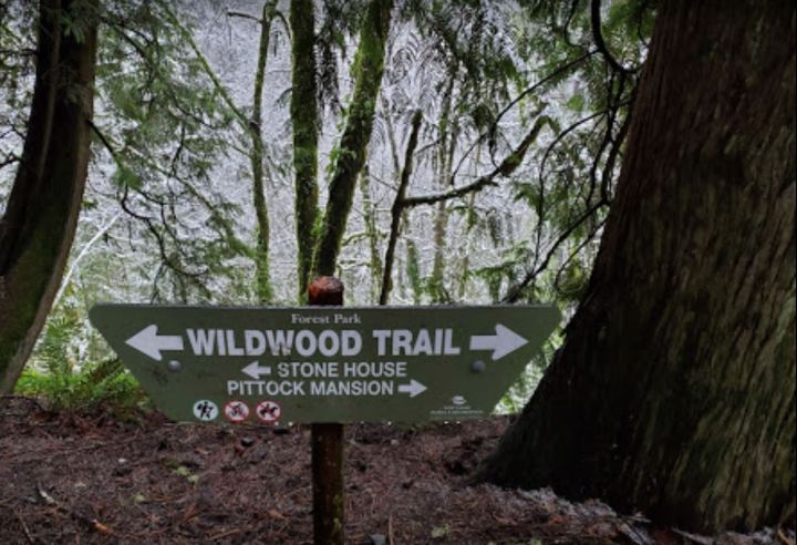 One of the best hikes in Portland: the Wildwood Trail.