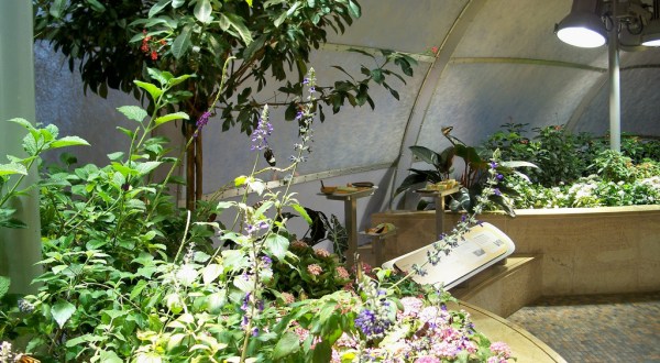 You’ll Want To Plan A Day Trip To Washington DC’s Magical Butterfly House