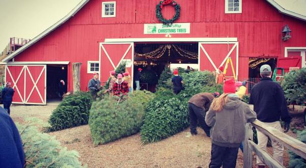 This Merry Farm Is The Best Place In Indiana To Buy Your Christmas Tree