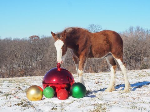 This Christmas Farm In Missouri Will Positively Enchant You This Season