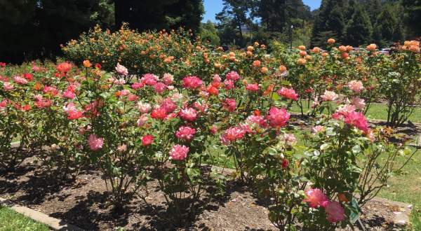 Most People Don’t Know This Dazzling Rose Garden In San Francisco Even Exists