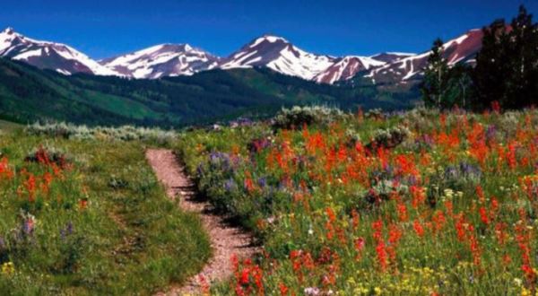 You’ll Want To Add This Enchanting Wildflower Trail To Your Hiking Bucket List