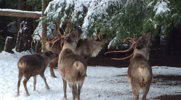This Reindeer Farm In Oregon Will Positively Enchant You This Season