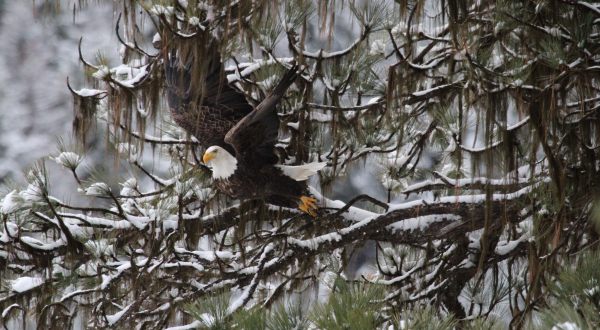 7 Majestic Spots To Watch Bald Eagles This Winter In Idaho