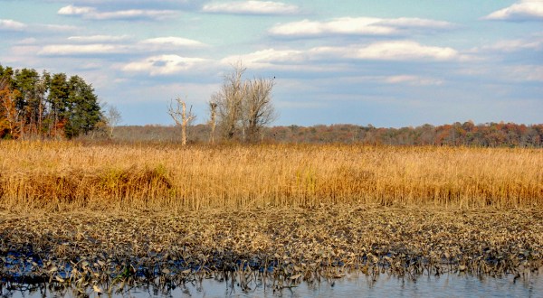 The Wildlife Sanctuary Near DC That’s Positively Enchanting In The Wintertime