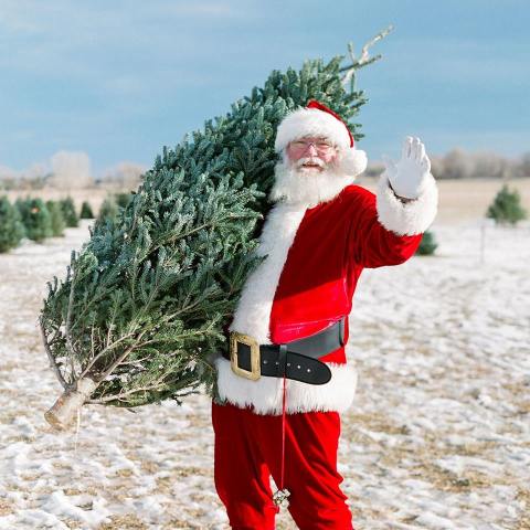 The One Magical Christmas Tree Farm To Visit Near Denver
