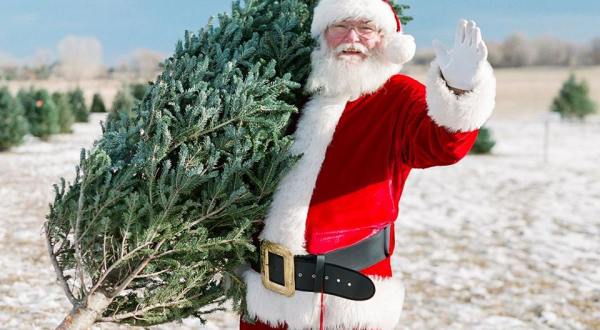 The One Magical Christmas Tree Farm To Visit Near Denver