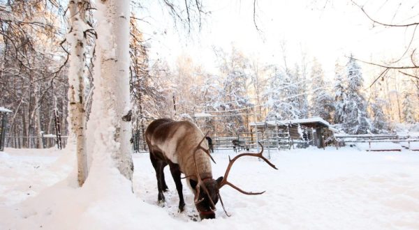 This Reindeer Farm In Alaska Will Positively Enchant You This Season