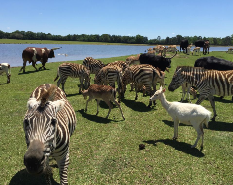 There’s A Wildlife Park Near New Orleans That’s Perfect For A Family Day Trip