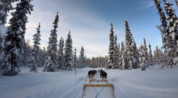 Take This Dog Mushing Tour For A Winter Adventure In Alaska