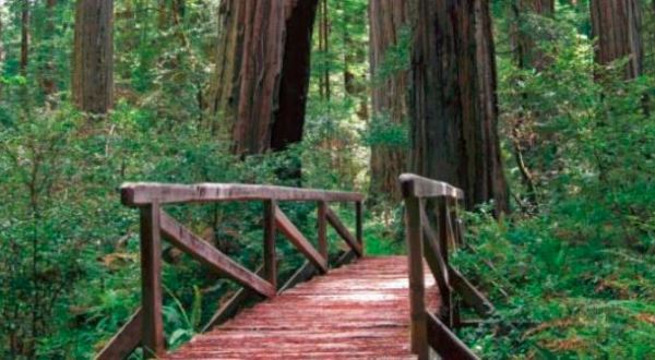 These 11 Photos Of California’s Redwood Forest Will Simply Amaze You