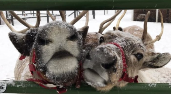 This Reindeer Farm In Washington Will Positively Enchant You This Season