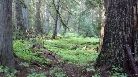 There's A Forest Hiding In Idaho That Is Unlike Any Other In The World