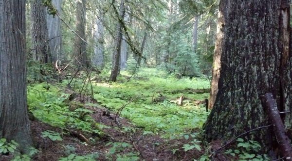 There’s A Forest Hiding In Idaho That Is Unlike Any Other In The World