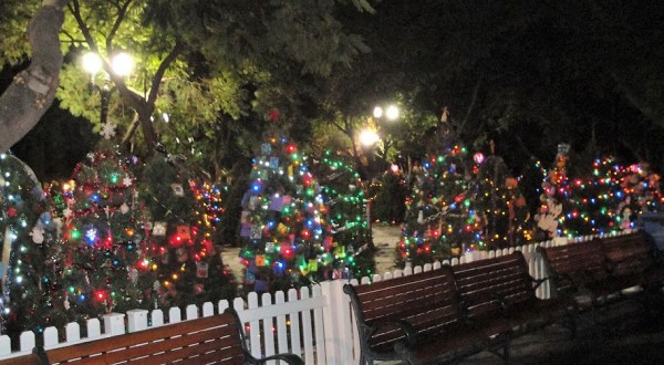 The Enchanting Display Near San Francisco With Over 600 Glittering Christmas Trees