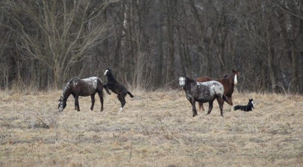 This Amazing Herd Of Wild Horses Can Be Found Right Here in Missouri