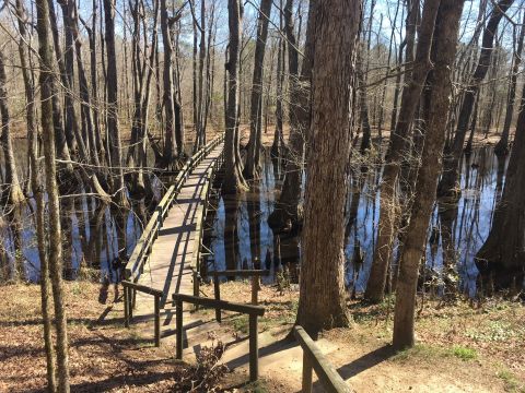 The Absurdly Beautiful Hike In Mississippi That Will Make You Feel At One With Nature
